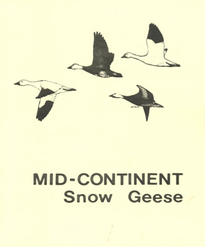 Premier plan de gestion des Oies des neiges du centre du continent
