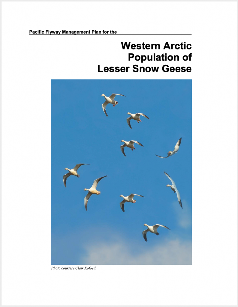 Plan de gestion sur les Petites Oies de l’ouest de l’Arctique